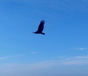 Low angle view of eagle flying against clear blue sky