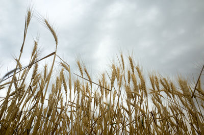 Low angle view of stalks in field against sky