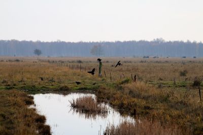 Crow on a pool watching a field. grassland, landscape, water.