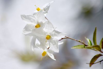 Close-up of white flowers