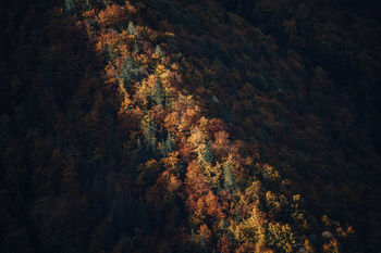 Full frame shot of trees in forest