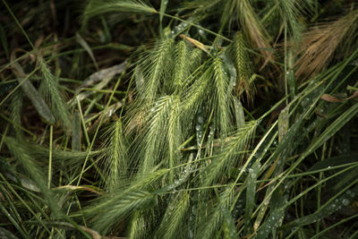 High angle view of crops growing on field