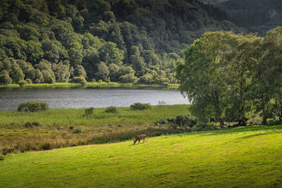 Two deers or roes grazing on green field in glendalough with forest, lake and mountains, ireland
