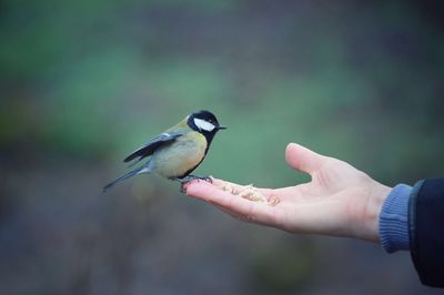 Cropped hand holding bird