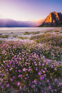 Purple flowers in lake at sunset