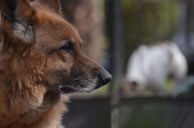 Close-up of dog looking away