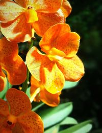 Close-up of orange flowers blooming outdoors