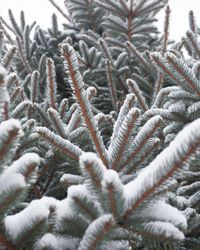 Close-up of snow covered pine tree