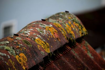 Close-up of rusty metal