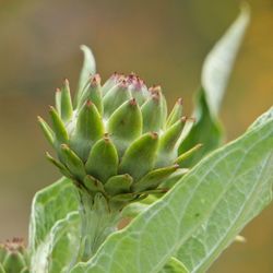 Close-up of plant