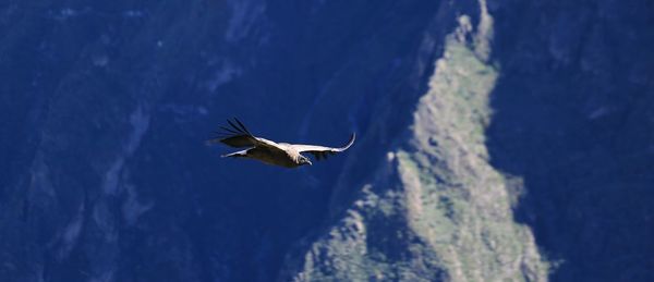  view of eagle flying against mountain