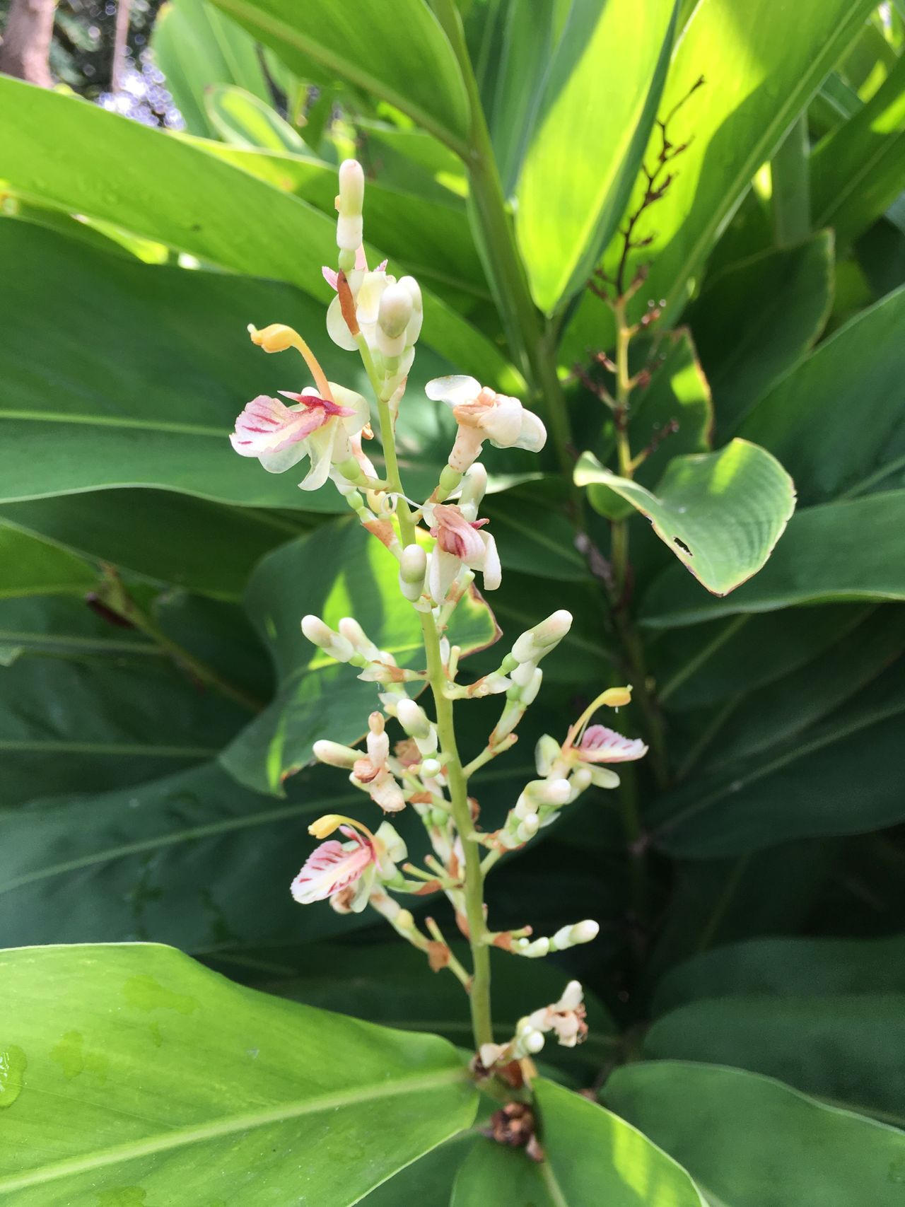 Alpinia galanga