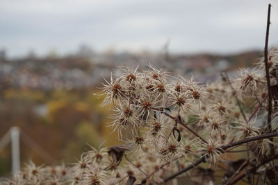 Close-up of wilted plant