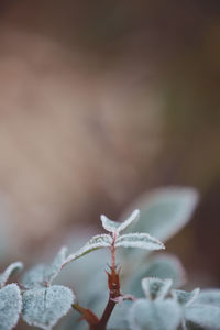 Close-up of frozen plant