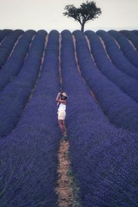 Rear view of woman walking on a lavender field