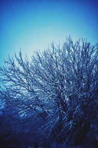 Low angle view of bare tree against blue sky