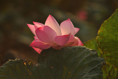 Close-up of pink water lily