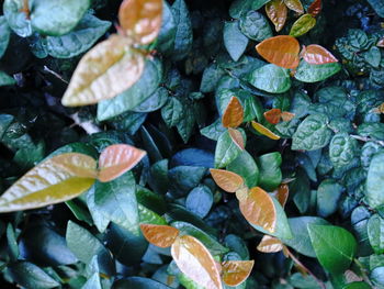 High angle view of leaves in water