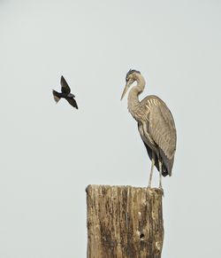 Low angle view of birds perching on wooden post against sky