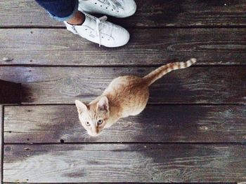 High angle view of cat lying on wooden floor