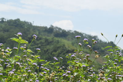 Close-up of flowering plants on field against sky