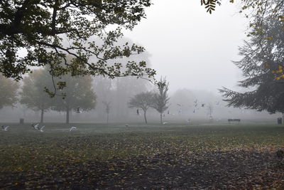 Trees on field against sky