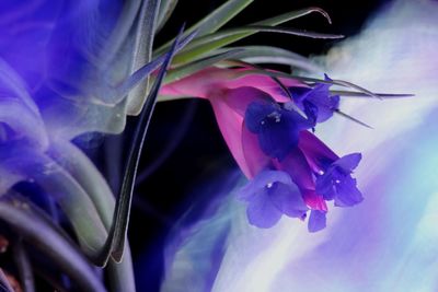 Close-up of purple flower