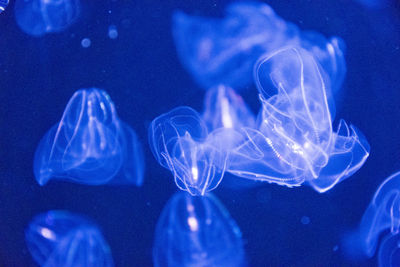 Close-up of illuminated blue light