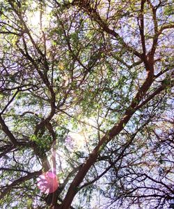 Low angle view of trees