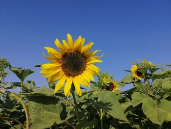 Low angle view of sunflower against clear sky