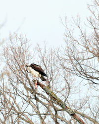 Low angle view of bird perching on bare tree