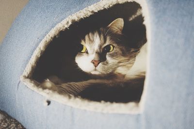 Close-up portrait of a cat