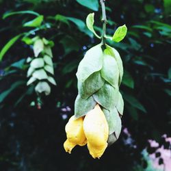 Close-up of yellow fruit on plant