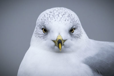 Close-up of a bird against white background