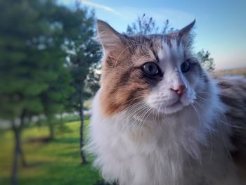 Close-up portrait of a cat