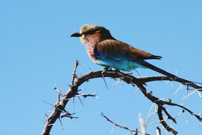 Low angle view of bird perching on branch against clear blue sky