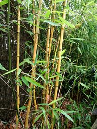 Close-up of bamboo plants on field