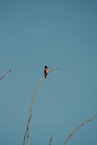 Low angle view of bird flying against clear blue sky
