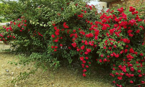 Close-up of red flowers