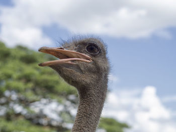 Close-up of ostrich against sky