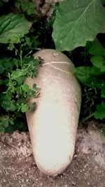 Close-up of fruit growing on field