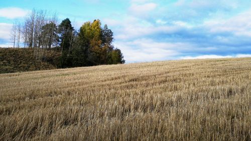 Scenic view of agricultural field against sky