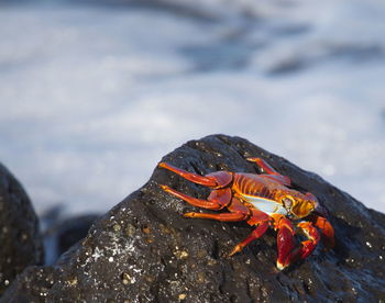 Close-up of orange butterfly on rock