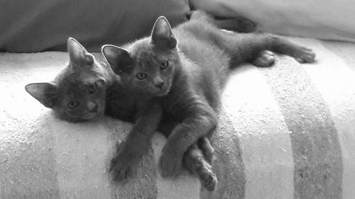 High angle portrait of kitten on carpet at home