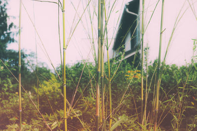 Close-up of plants on field against sky