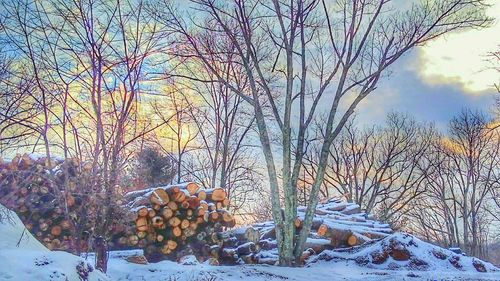 Bare trees on snow covered landscape