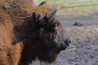 Close-up of a bison on field