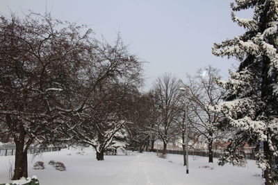 Trees against sky during winter