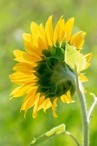 Close-up of butterfly pollinating on yellow flower