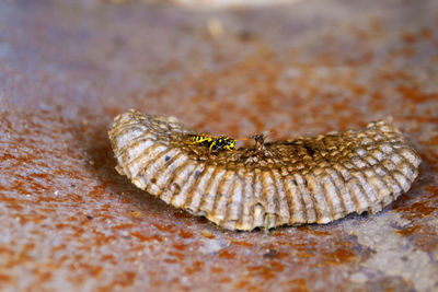 Close-up of insect on rock